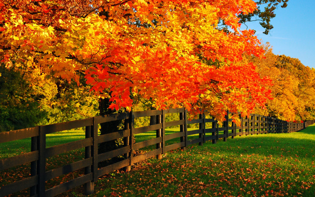 What Type of Trees to Plant For a More Vibrant Fall Foliage