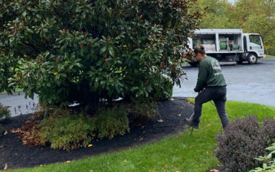 Fall and Winter Tree Care