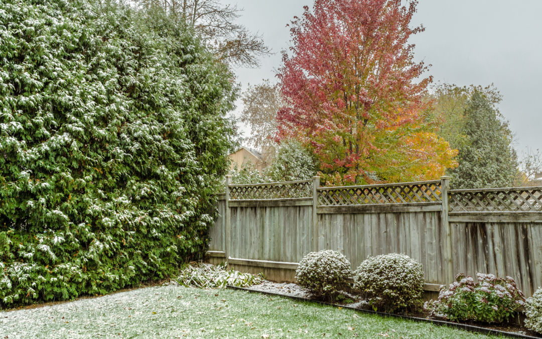 How trees and shrubs can be affected by deep colds in the Northeast